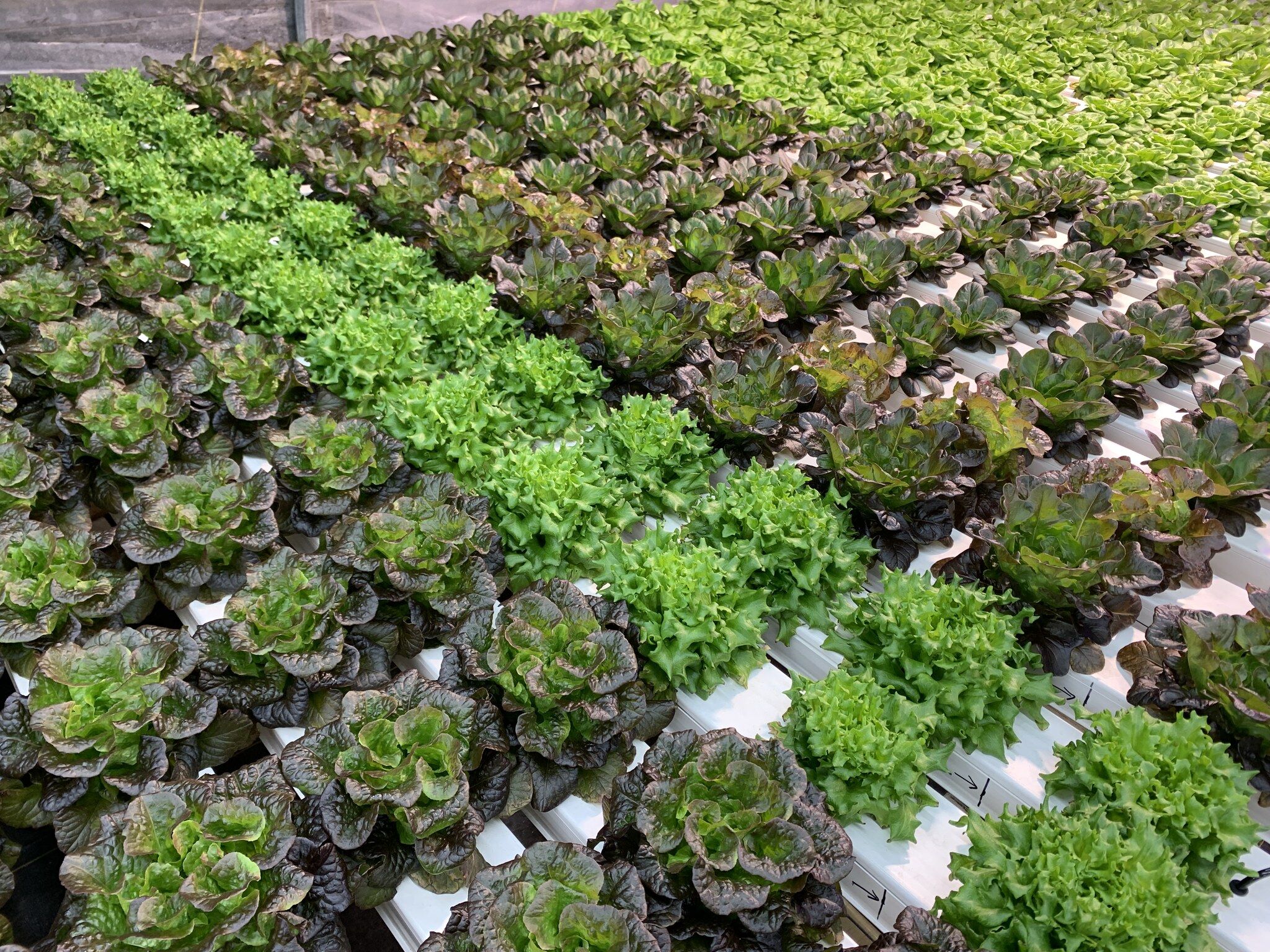 hydroponic growing systems